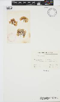 Padina boergesenii image