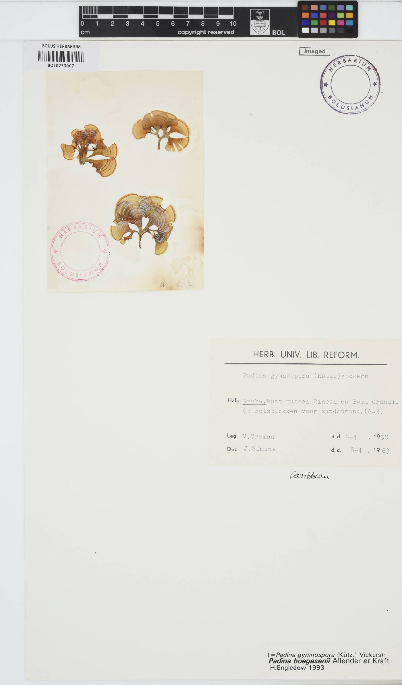 Padina boergesenii image