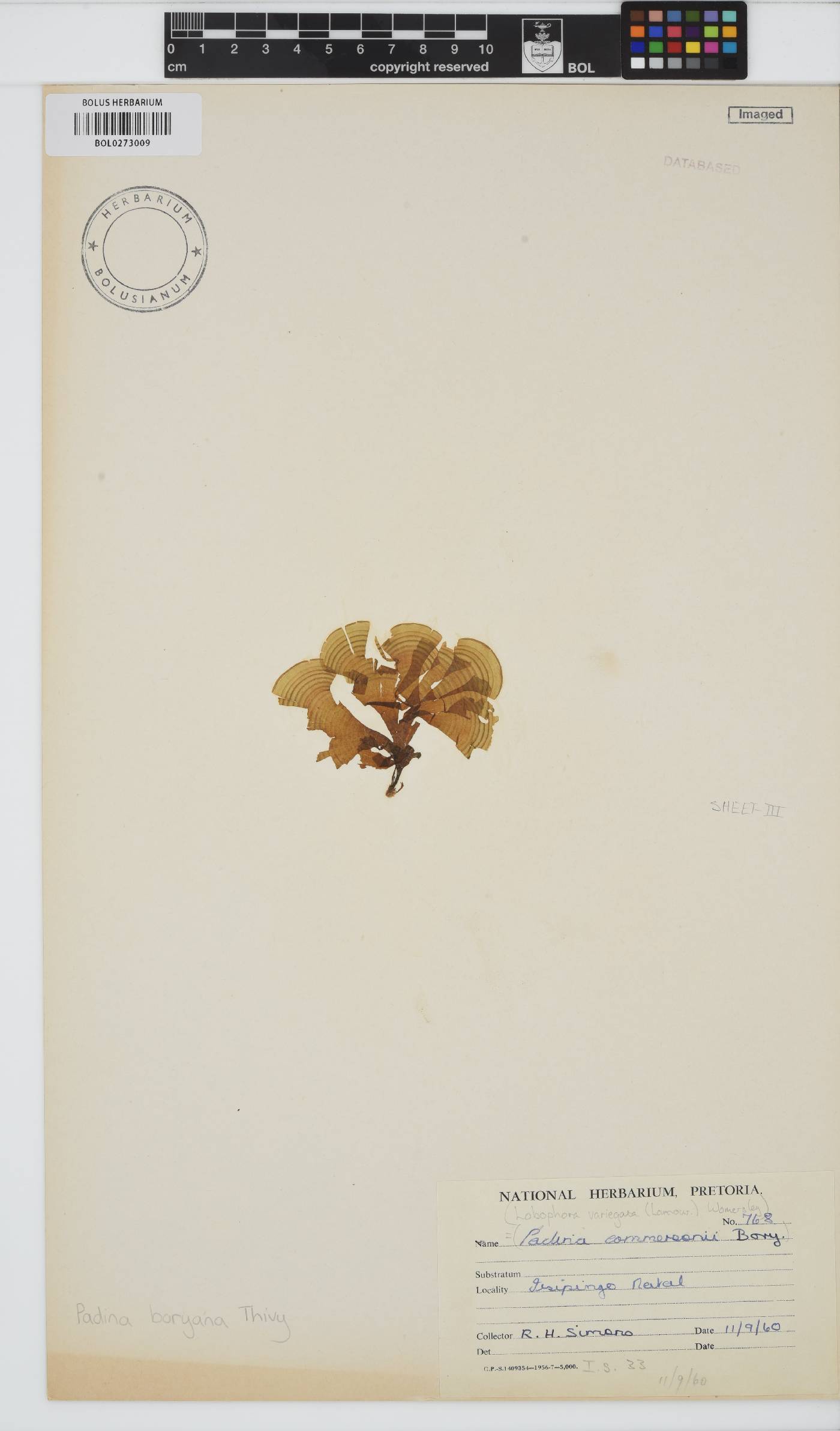 Padina boryana image