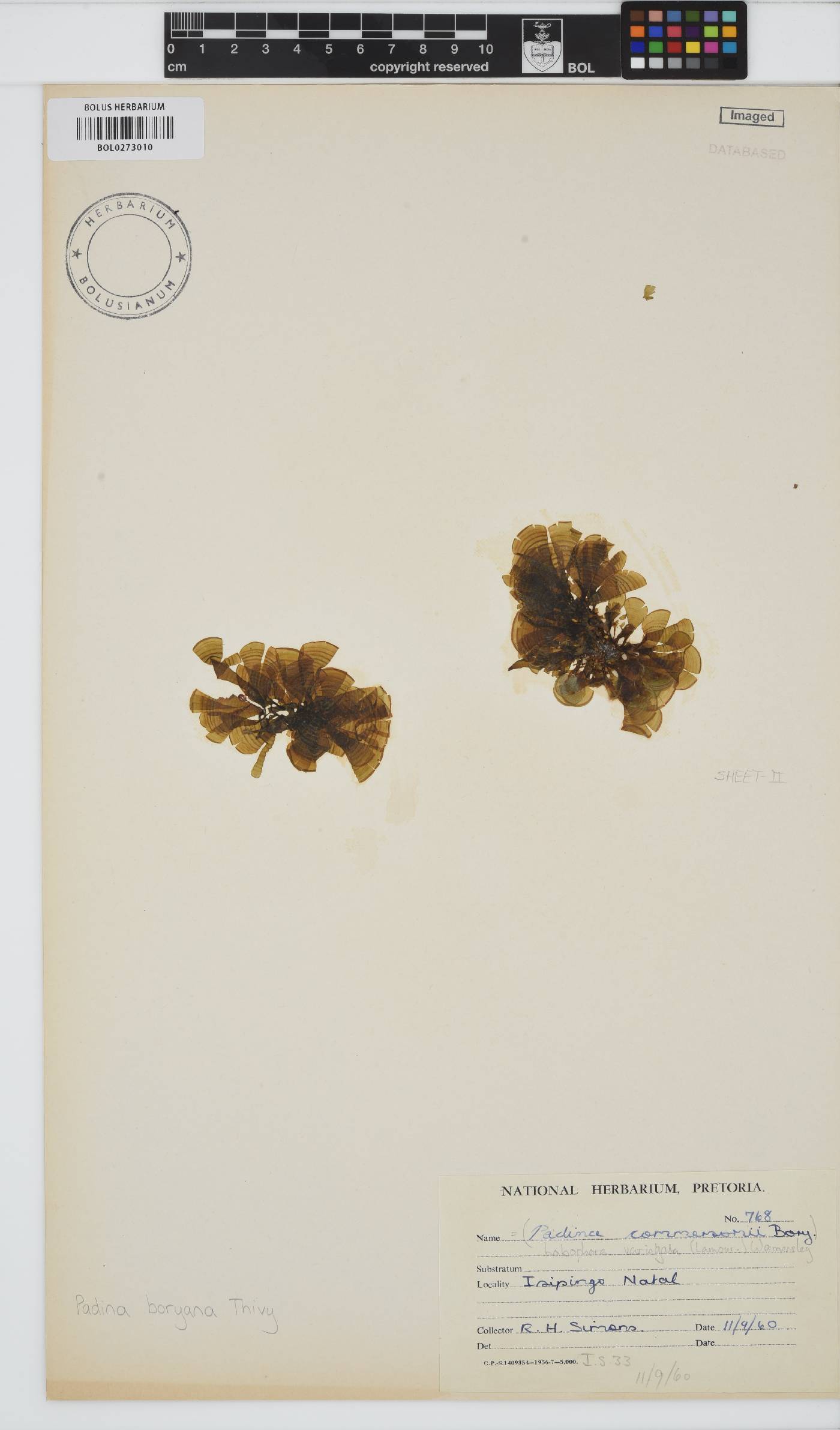 Padina boryana image