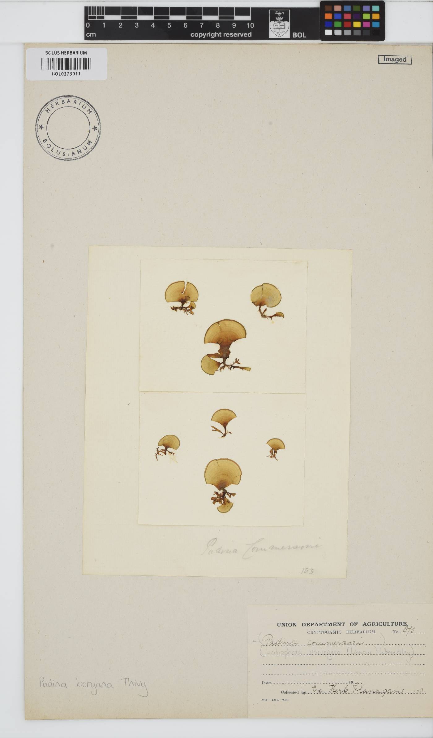 Padina boryana image