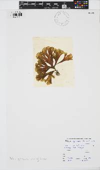 Padina gymnospora image