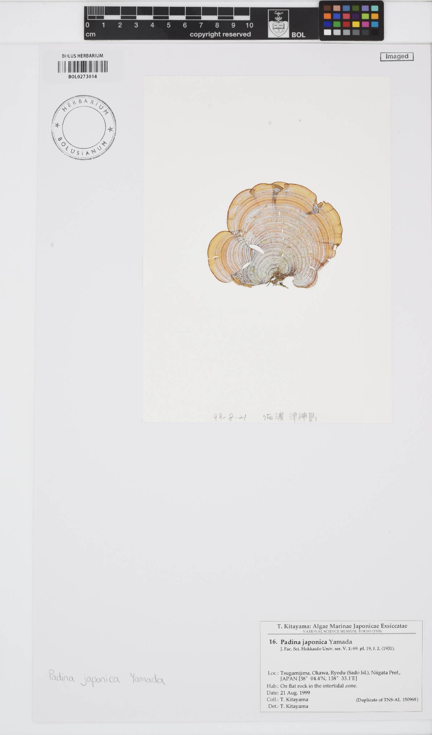 Padina japonica image