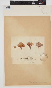 Padina pavonica image
