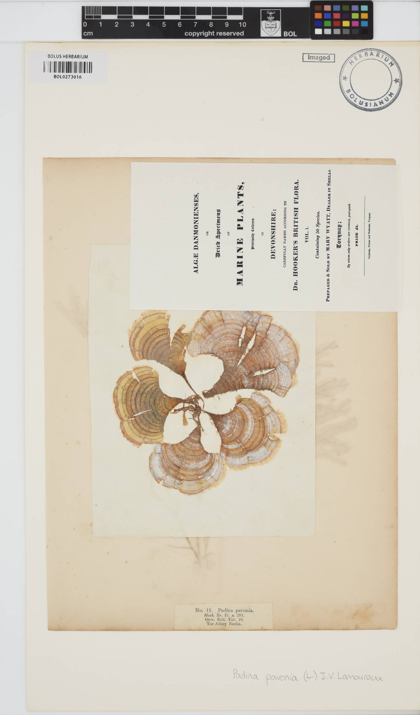 Padina pavonica image