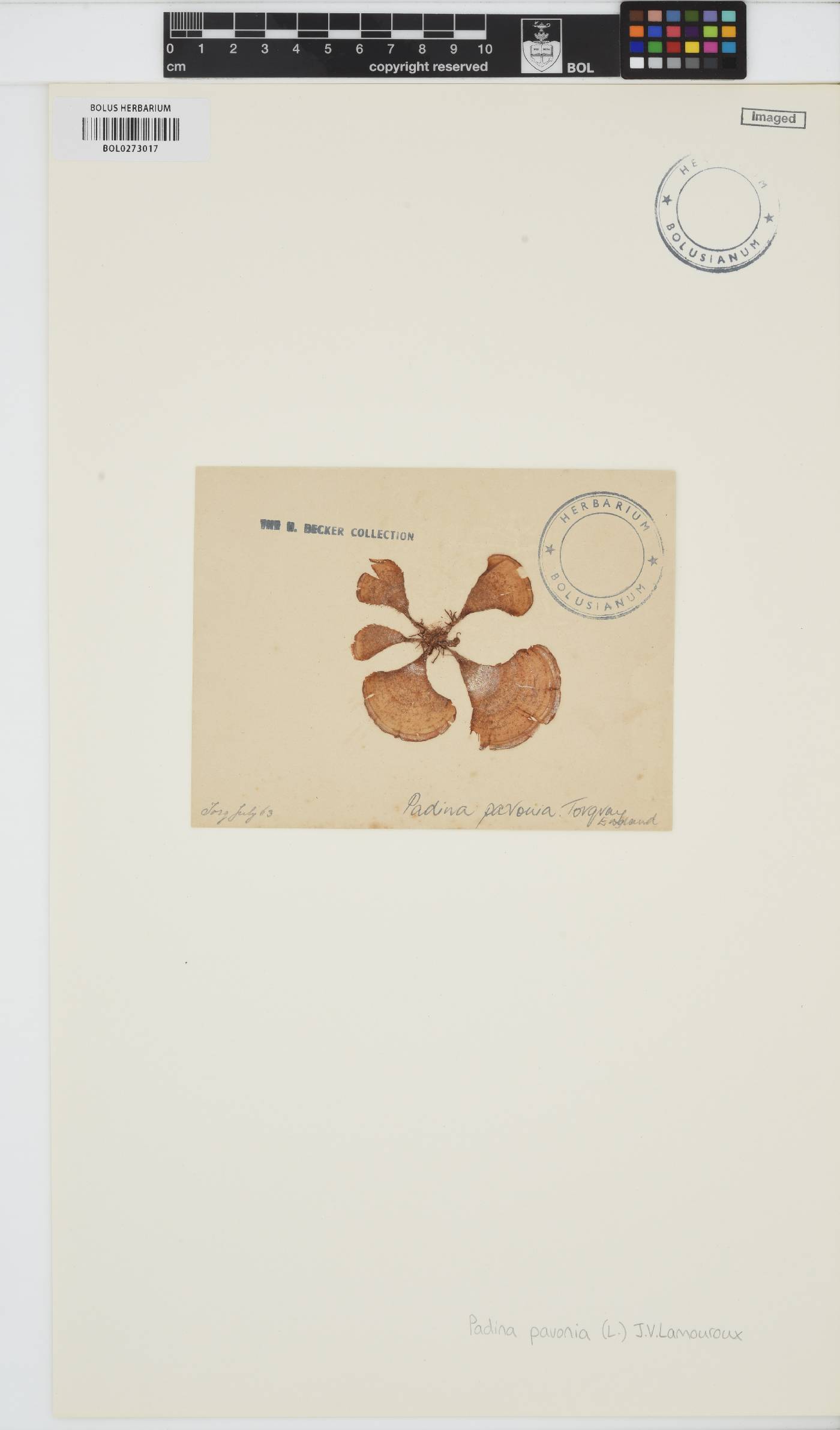 Padina pavonica image