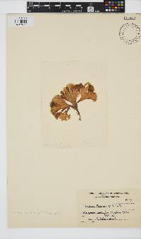Padina pavonica image