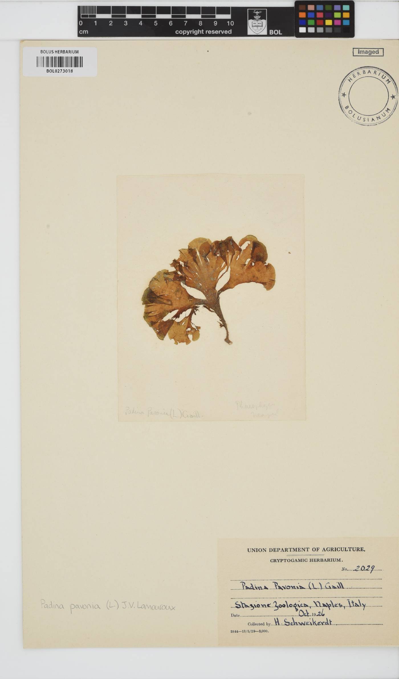 Padina pavonica image