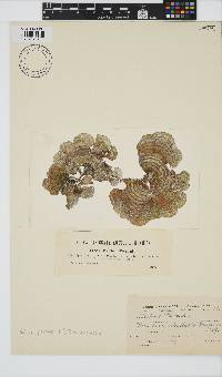 Padina pavonica image