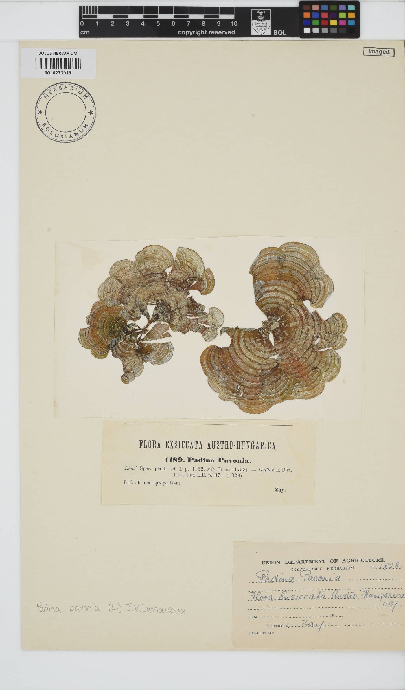 Padina pavonica image