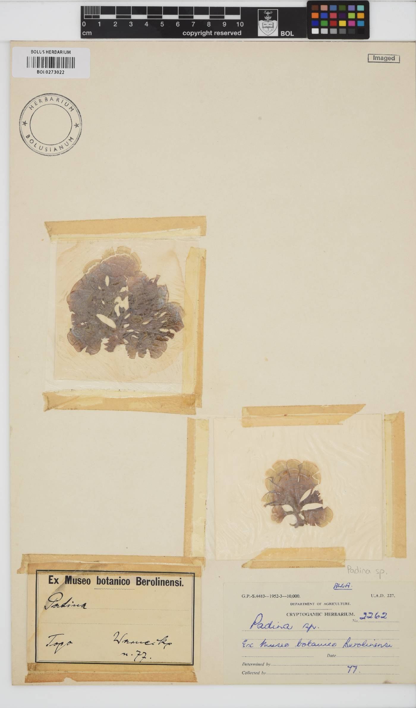 Padina image