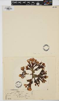 Image of Padina fraseri