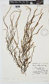 Papenfussiella gracilis image