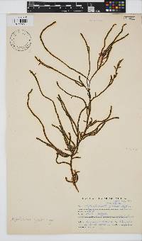 Papenfussiella gracilis image