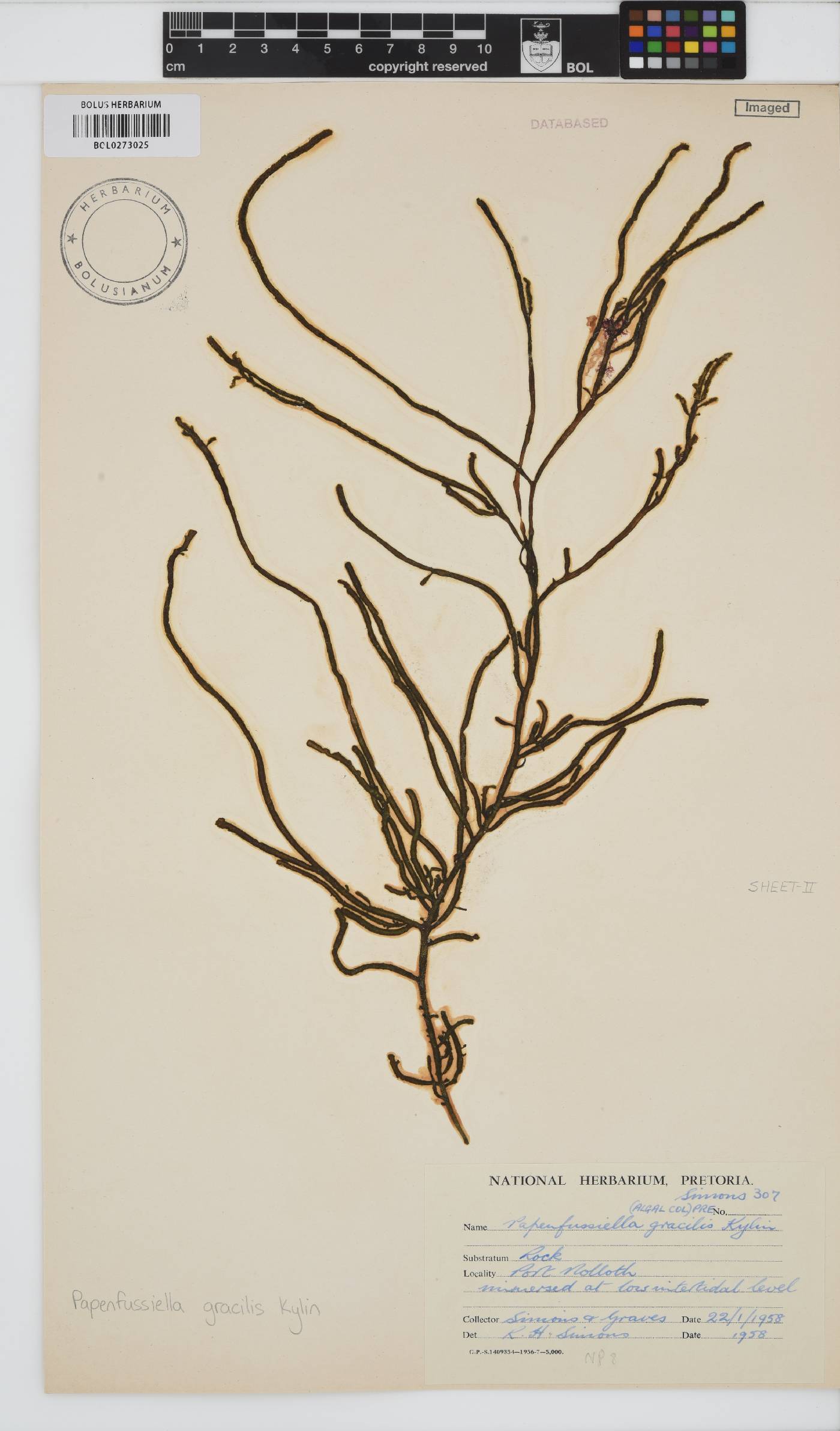 Papenfussiella image