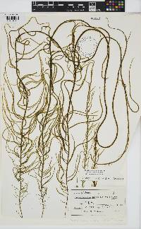 Image of Papenfussiella kuromo