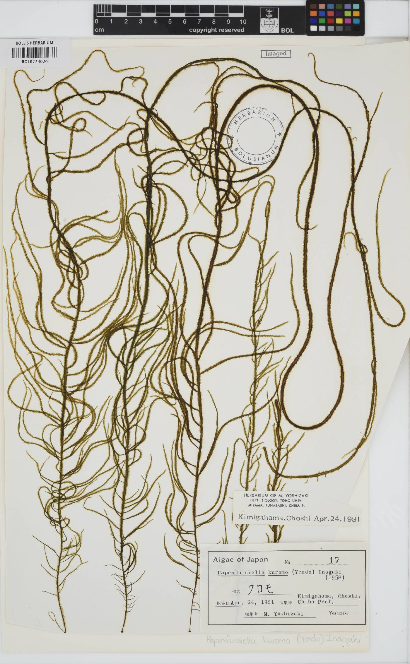 Papenfussiella kuromo image