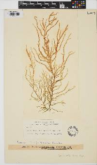 Image of Papenfussiella lutea