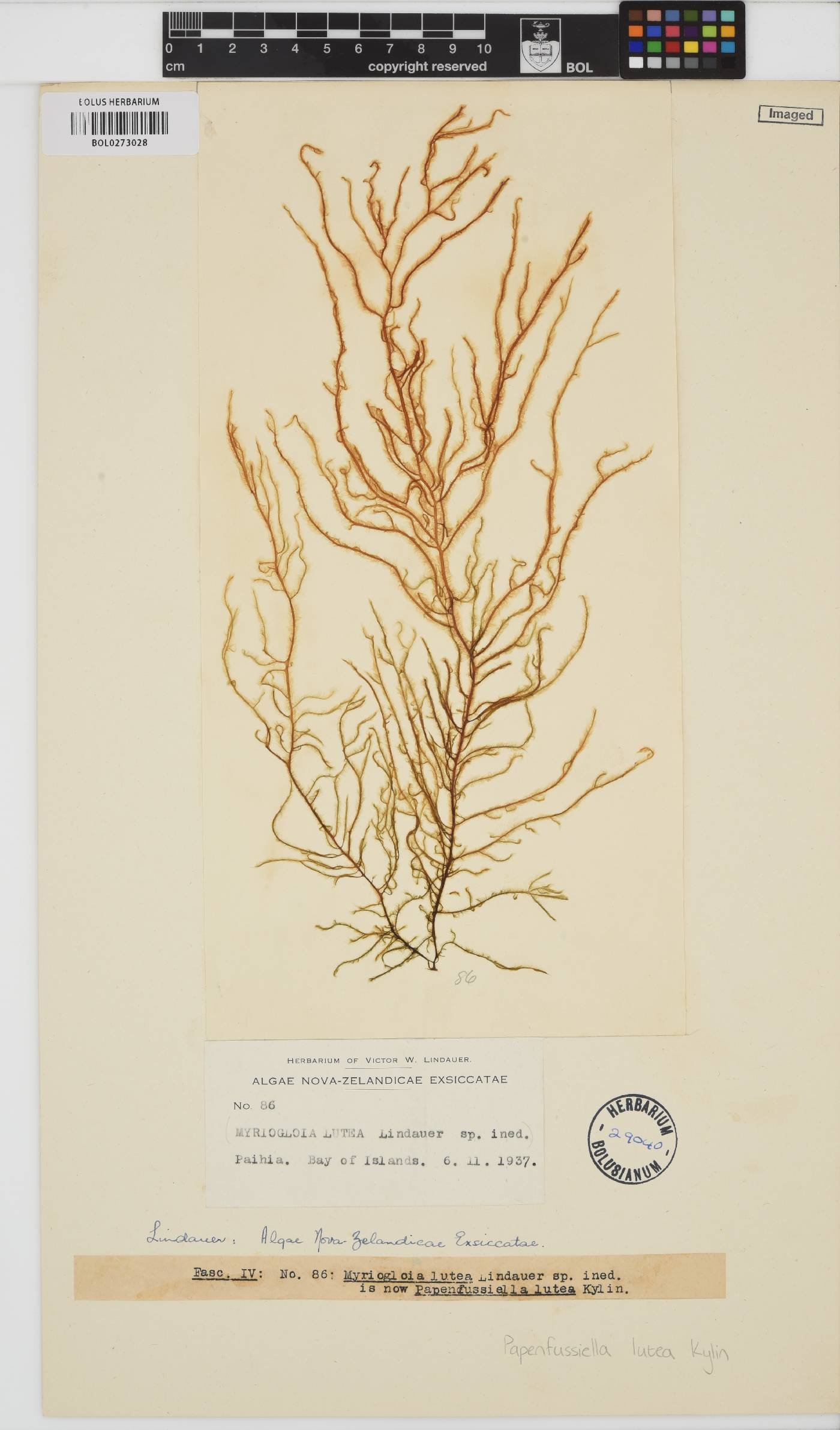 Papenfussiella lutea image