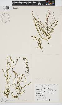 Papenfussiella lutea image