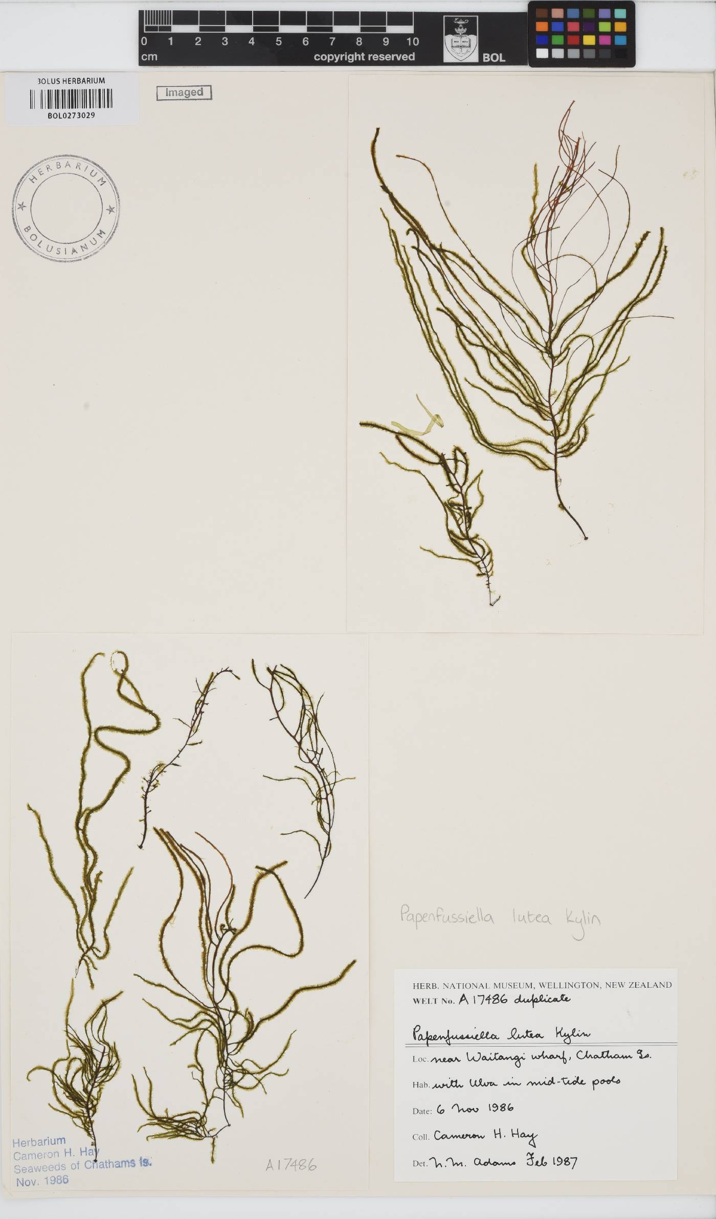 Papenfussiella lutea image