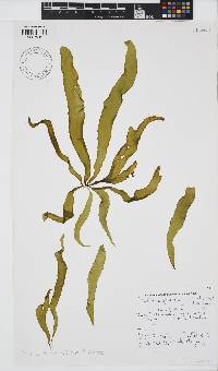 Petalonia fascia image
