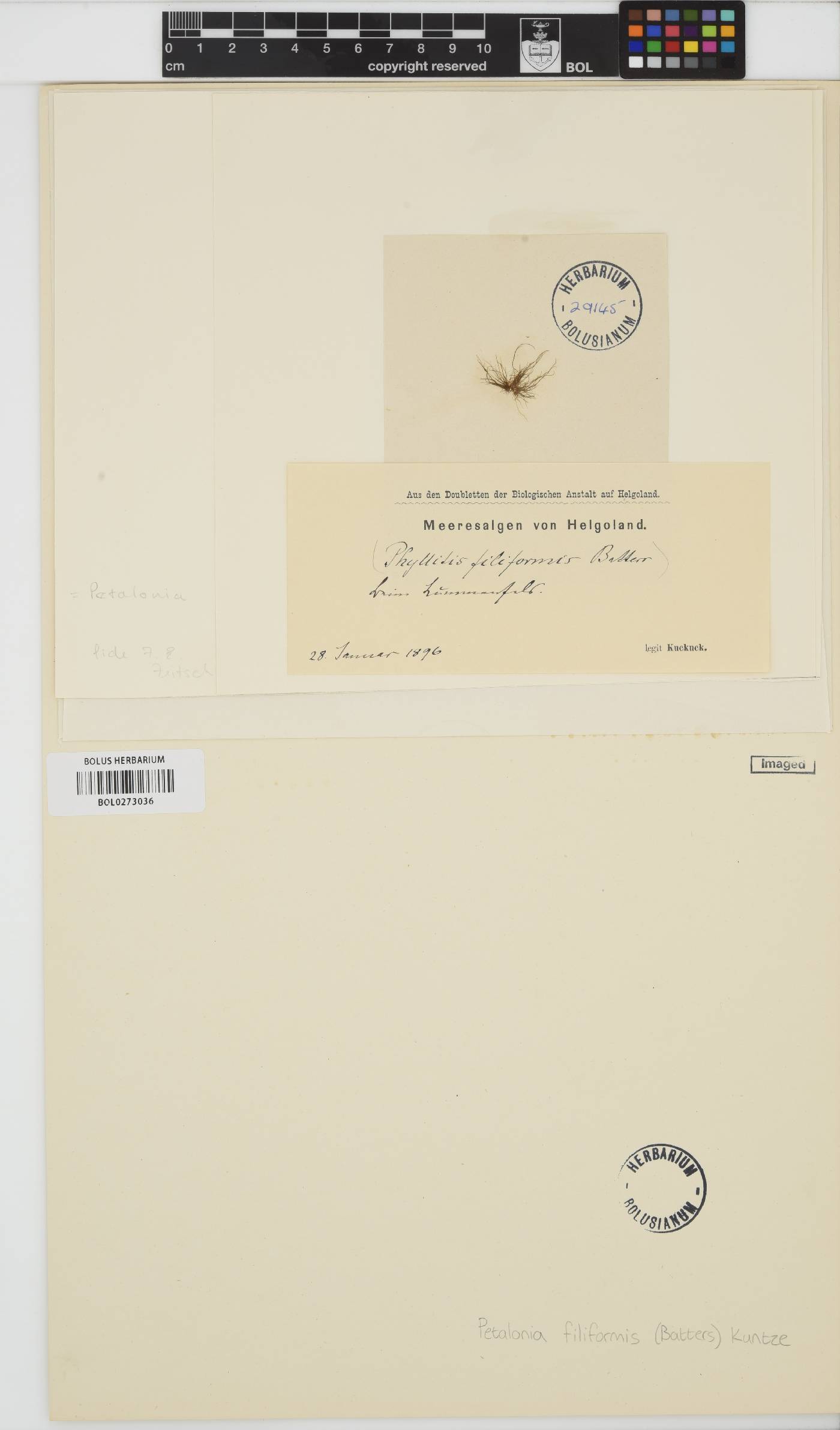 Planosiphon filiformis image