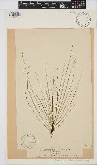 Image of Planosiphon zosterifolius