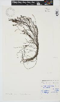 Phloiocaulon suhrii image