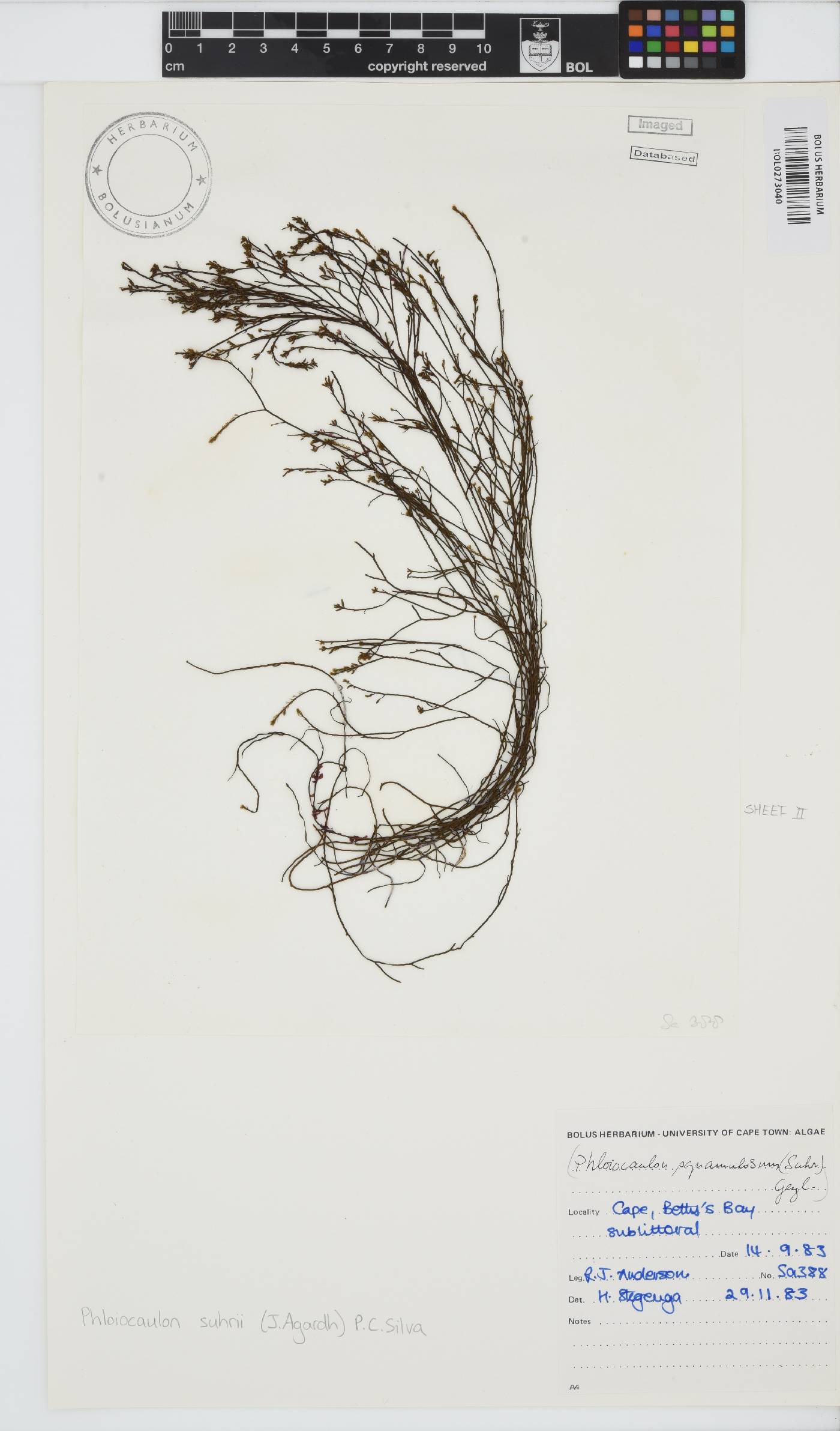 Phloiocaulon suhrii image