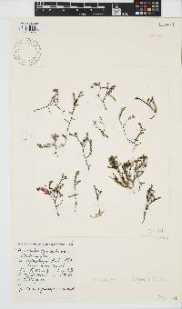 Phloiocaulon suhrii image