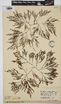 Phloiocaulon squamulosum image