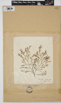 Phloiocaulon squamulosum image