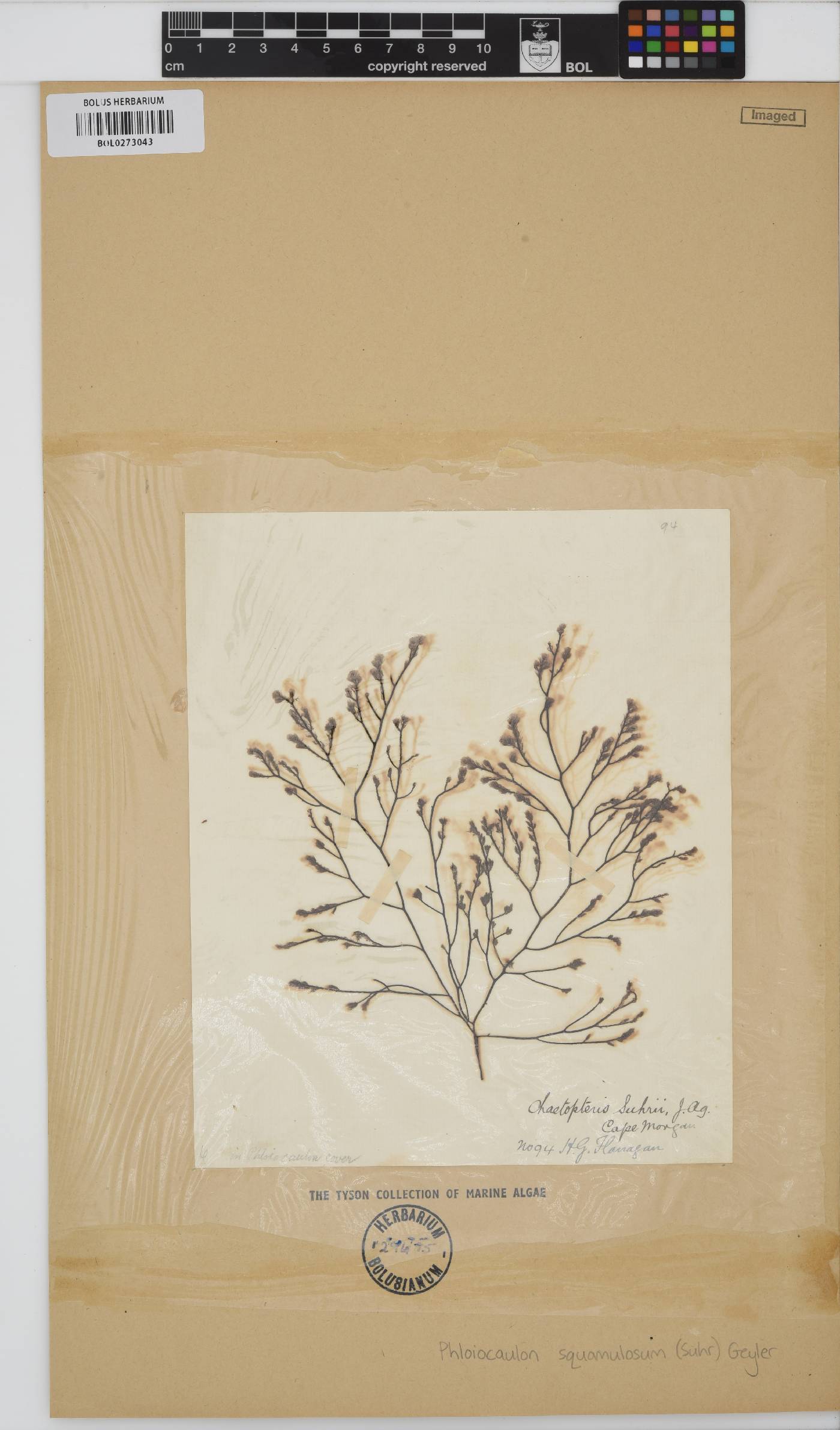 Phloiocaulon squamulosum image
