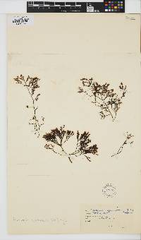 Phloiocaulon squamulosum image