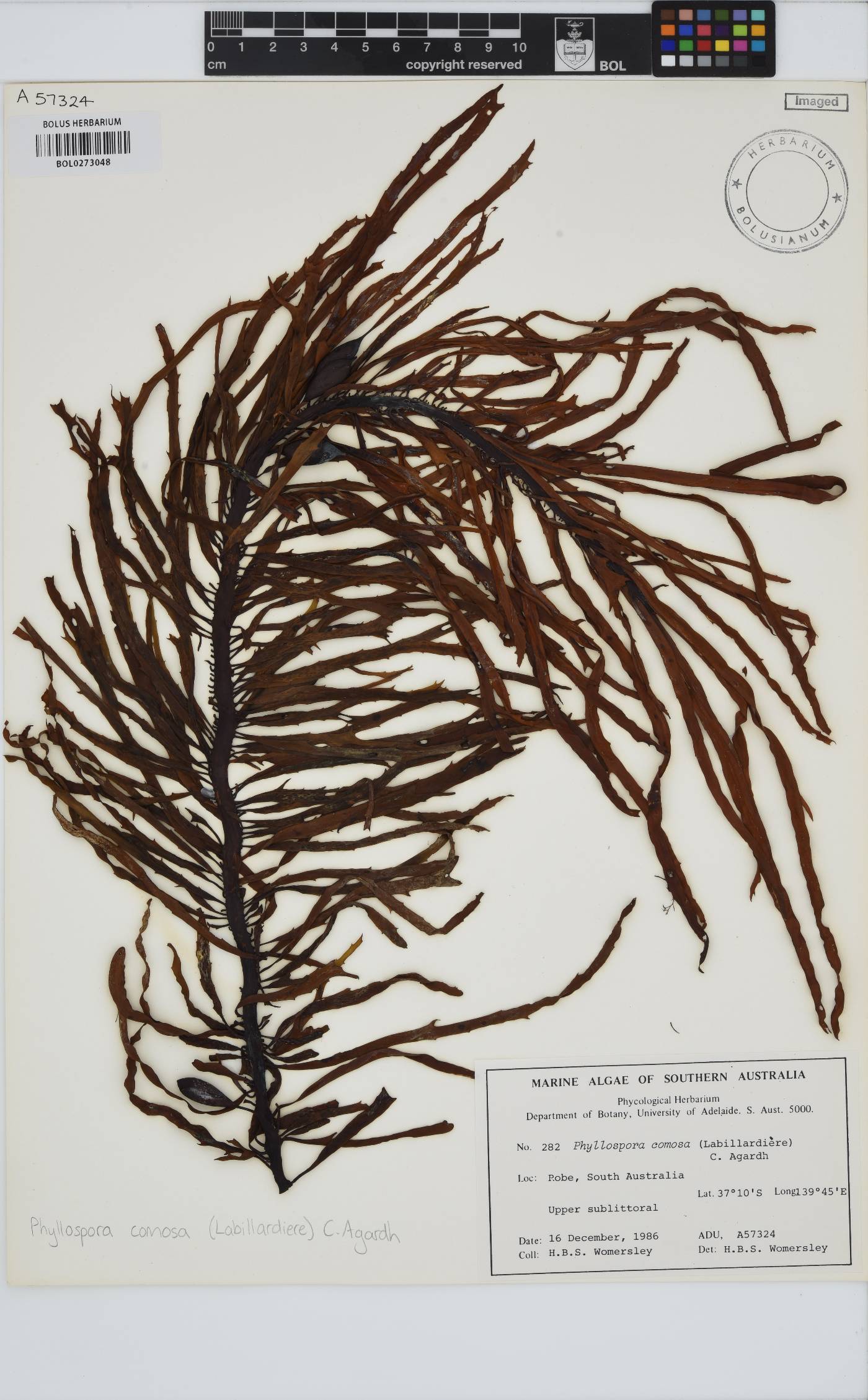 Seirococcaceae image