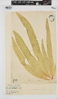 Saccharina latissima image