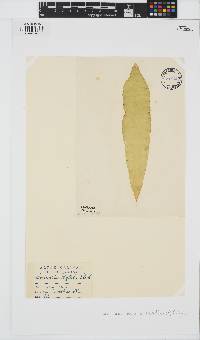 Saccharina latissima image