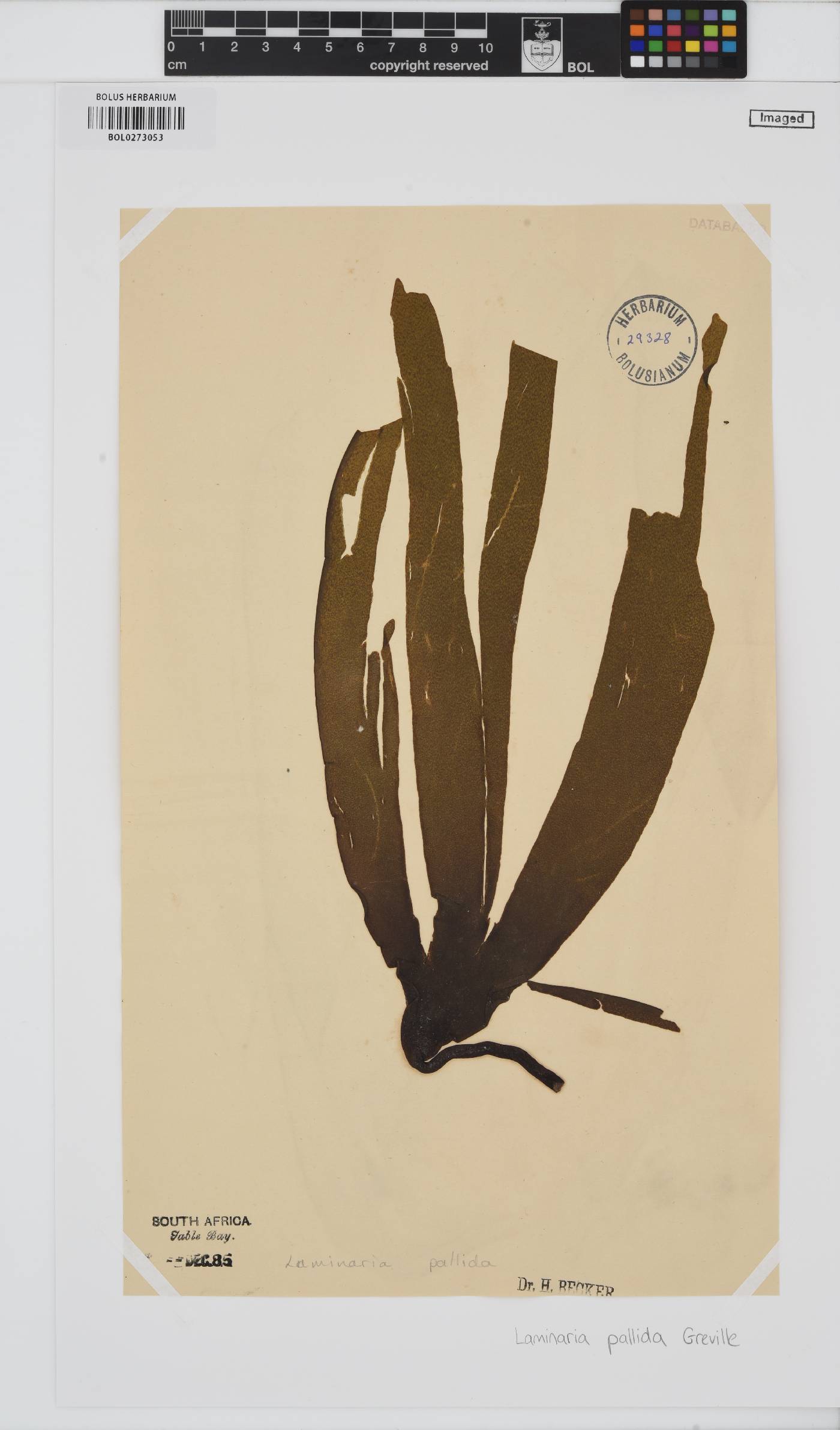 Laminaria pallida image
