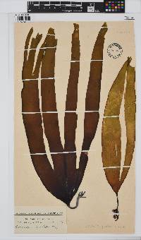 Laminaria pallida image
