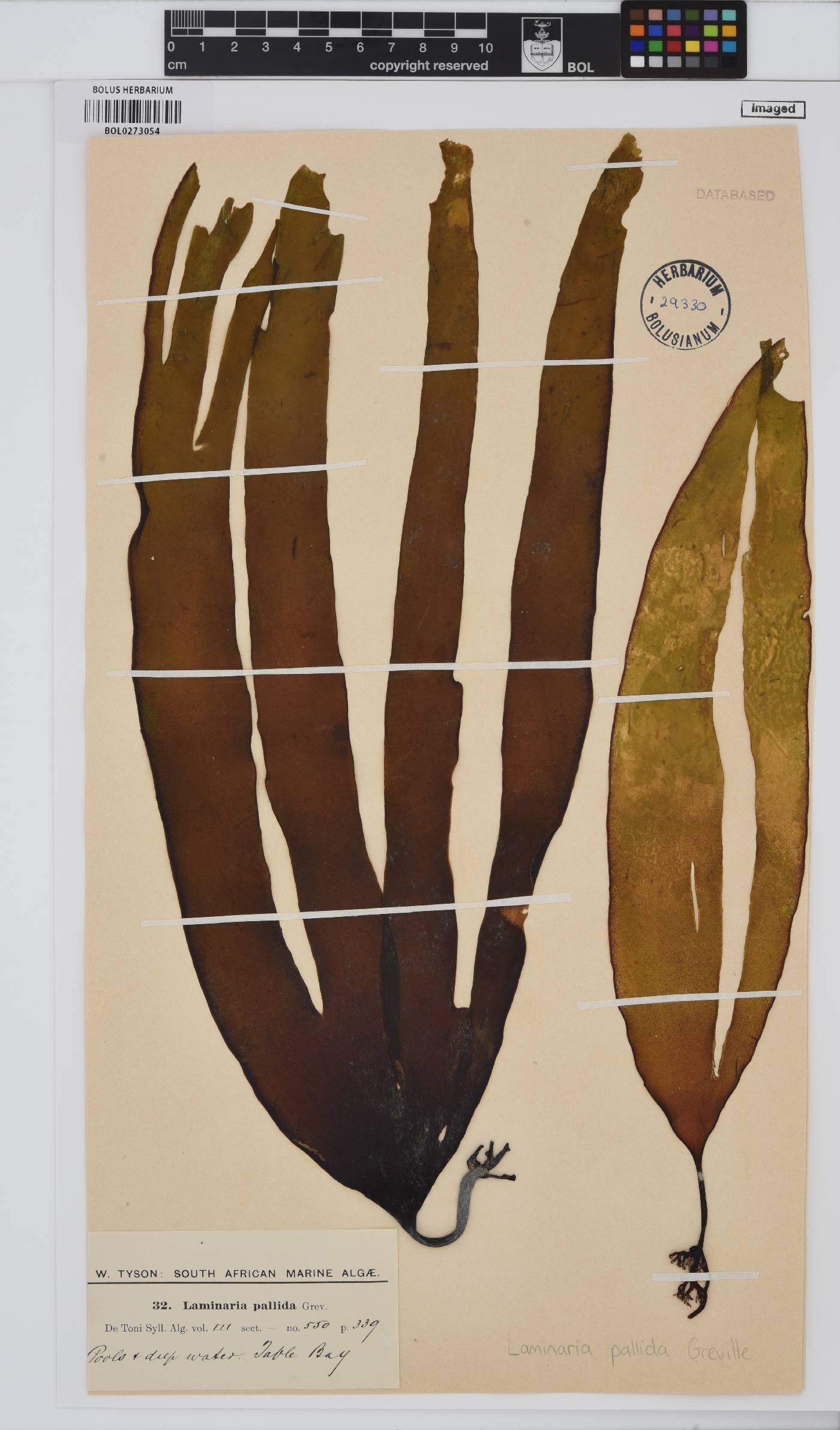 Laminaria pallida image