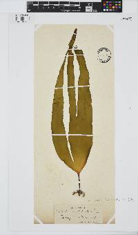 Laminaria digitata image