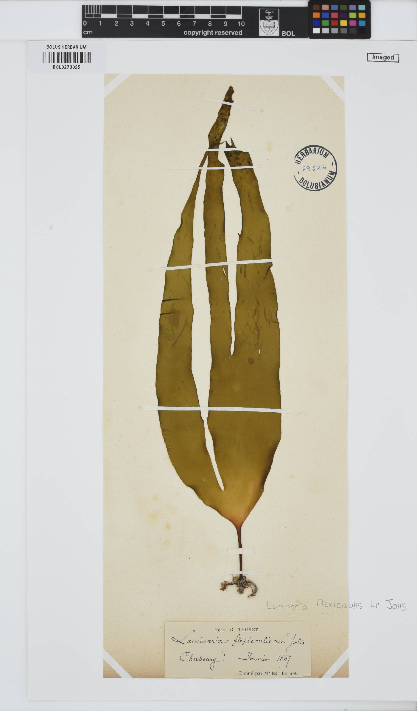 Laminaria digitata image