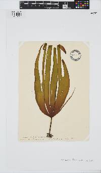 Laminaria digitata image
