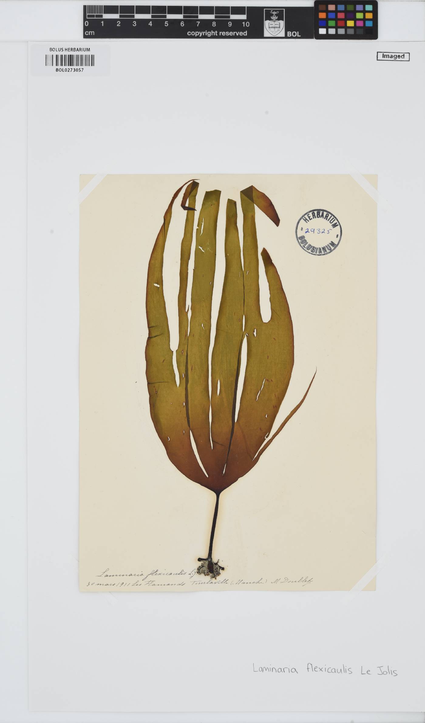Laminaria digitata image