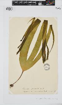 Laminaria digitata image