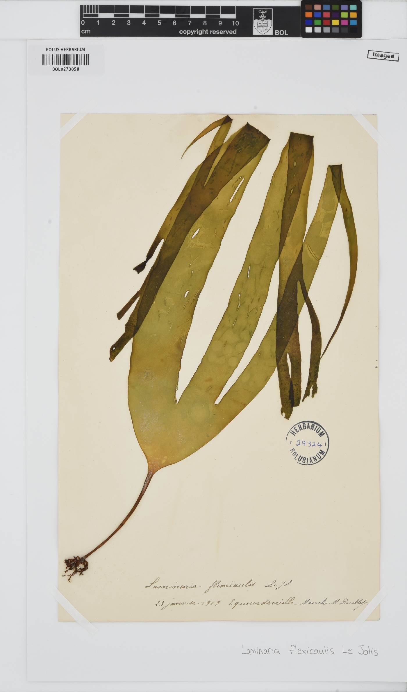Laminaria digitata image