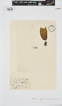 Laminaria digitata image