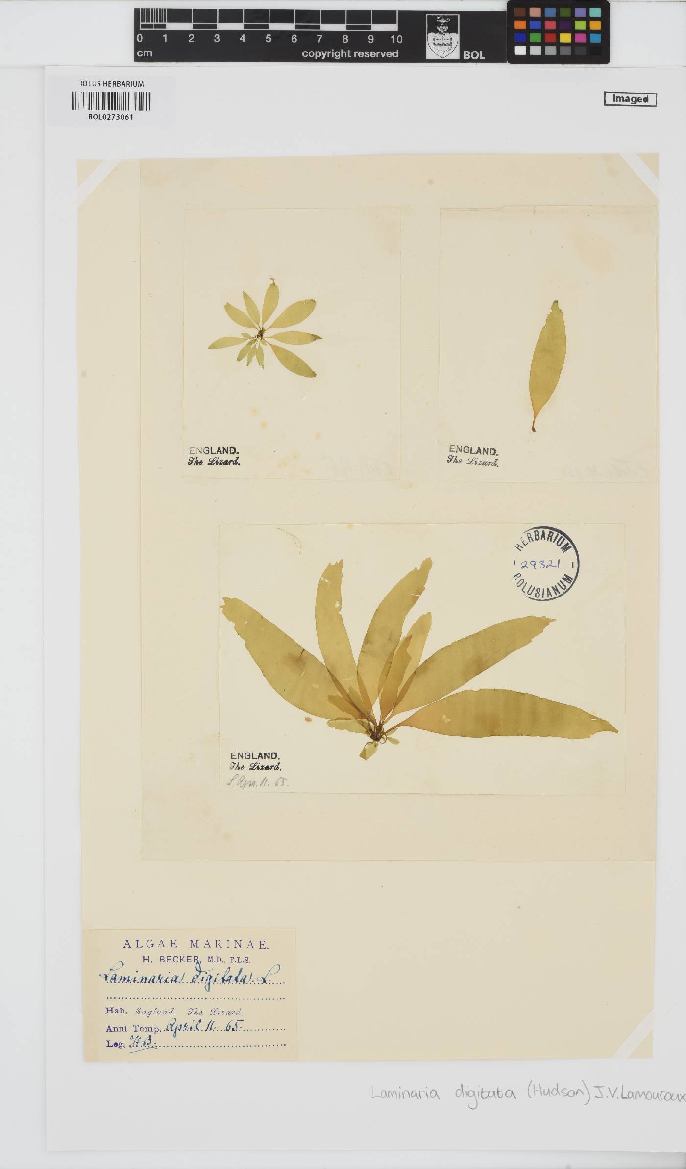Laminaria digitata image