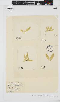Laminaria digitata image